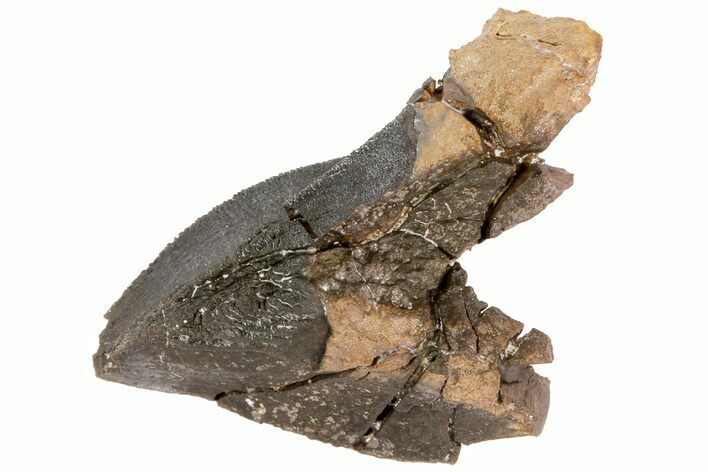 Partially Rooted Triceratops Tooth - South Dakota #73872